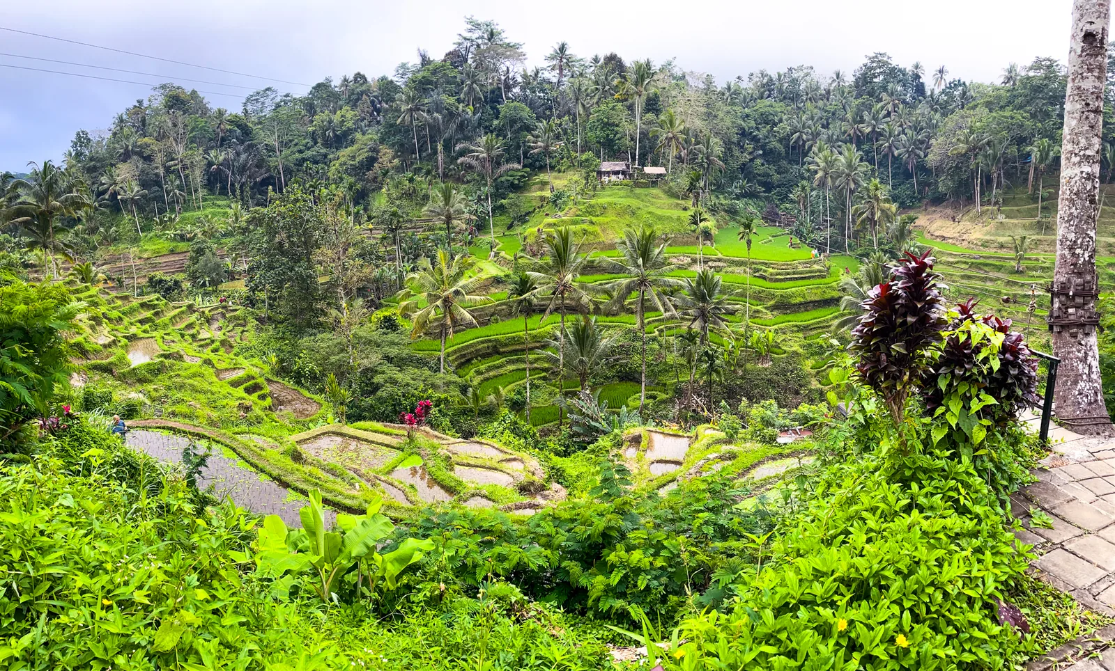 The Tegallalang rice terraces near Ubud, stepped green paddies under coconut palms